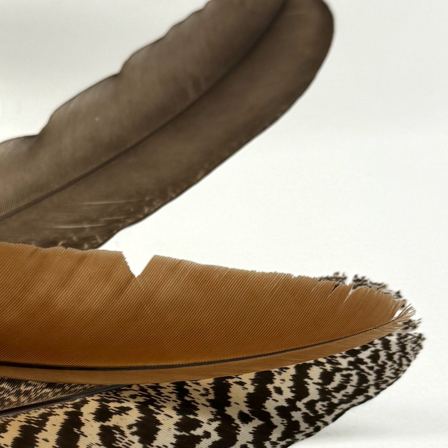 Peacock Smudge Feathers (Australian)