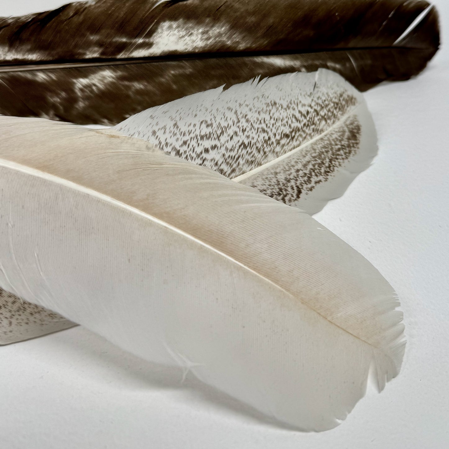 Smudge Feathers (Californian)